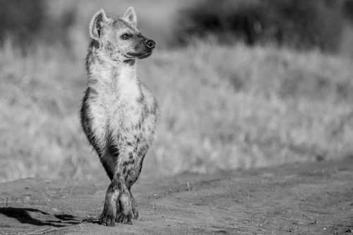 Hyena in full ballet pose