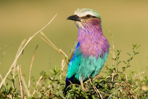 A lilac breasted roller