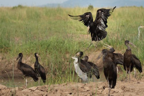 Open Billed Stork landing gracefull