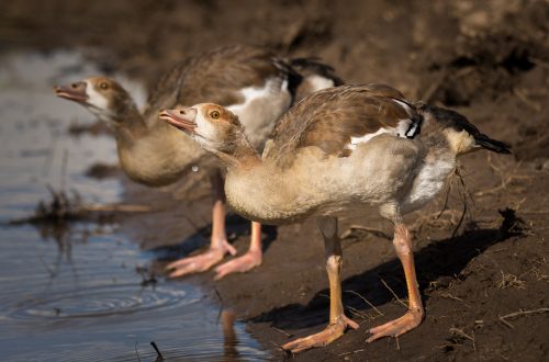 Egyptian Geese Drinking