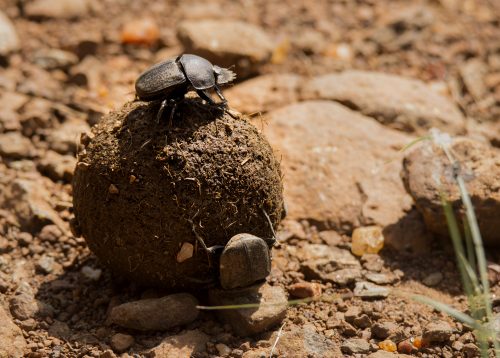 A dung beetle doing what it does best