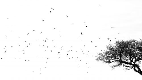 Barn Swallows flying around a tree