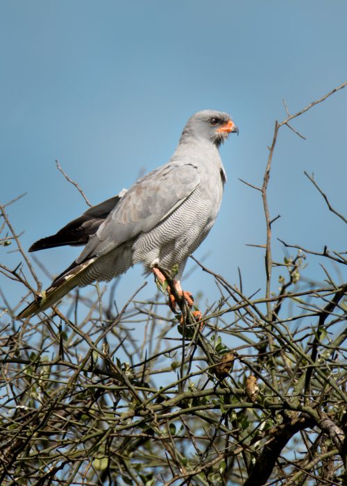 Pale Chanting Goshawk