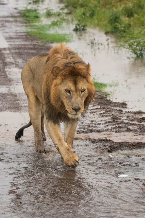 Olalashe, Prince Mkia’s Brother