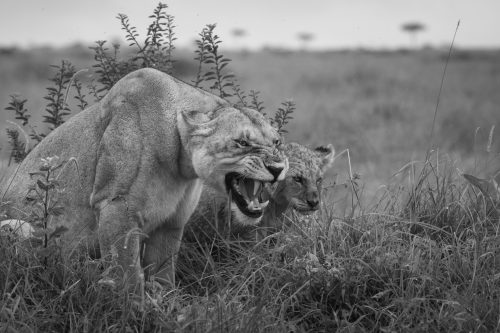 An Owino Pride female being an overly protective mother 