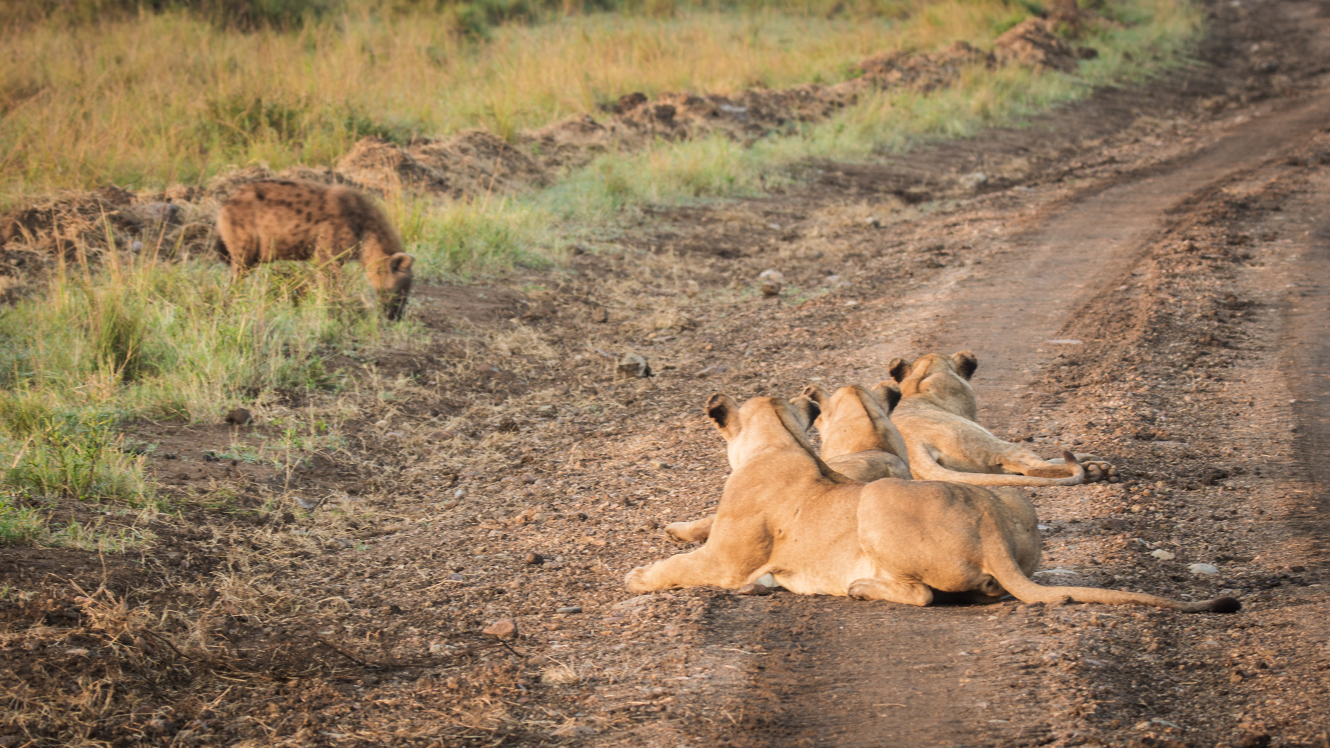 Hyena with lionesses