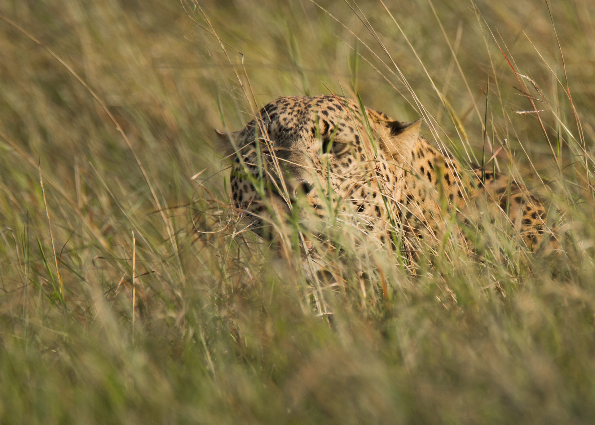 Leopard In Grass 