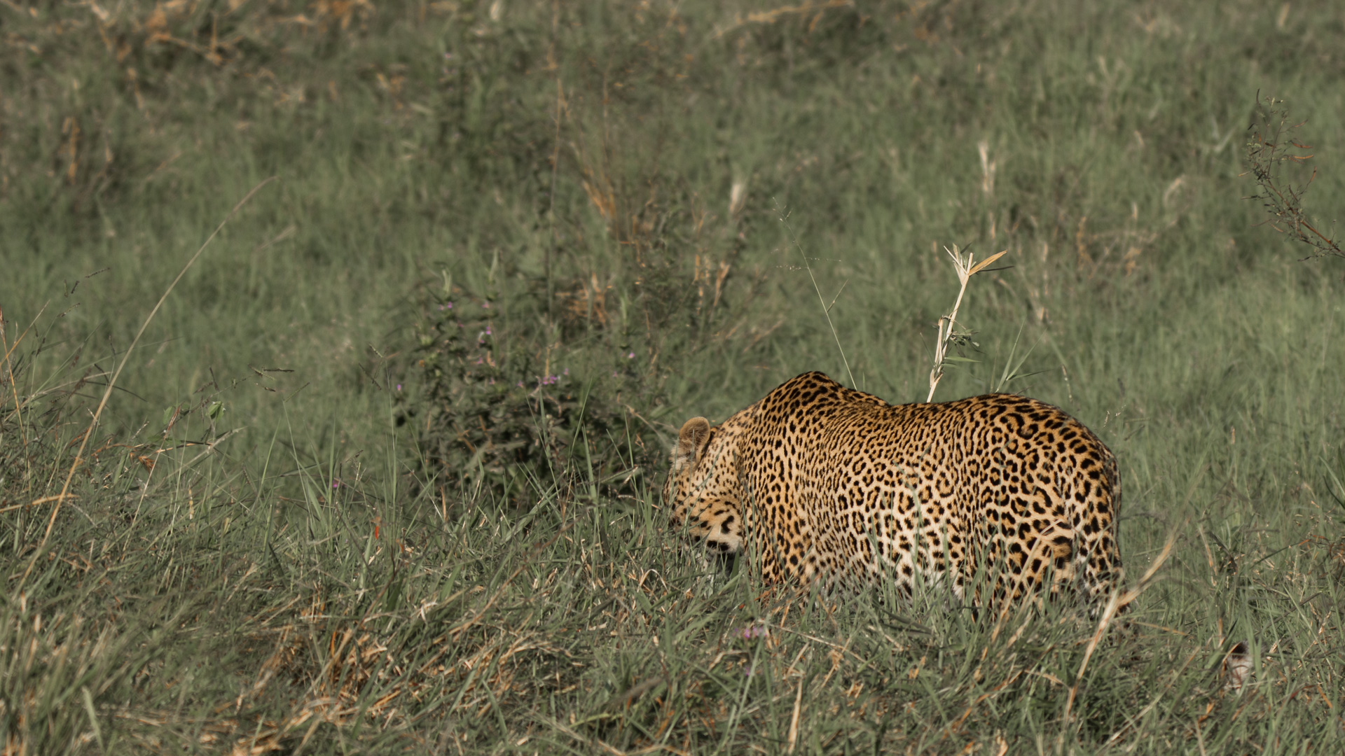 Leopard Walking Away 