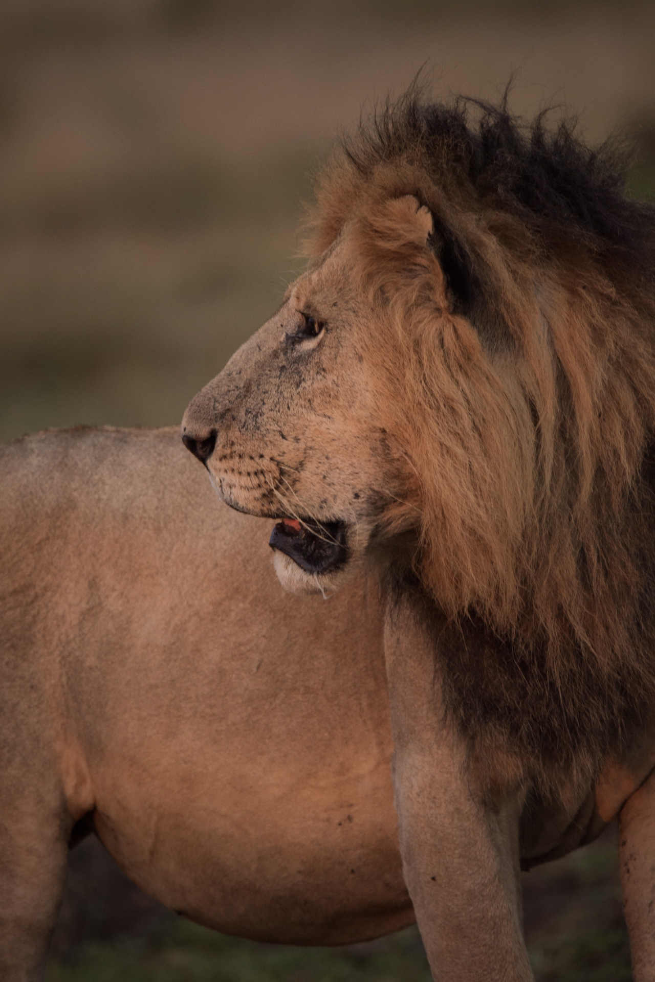 Standing lion looking left 