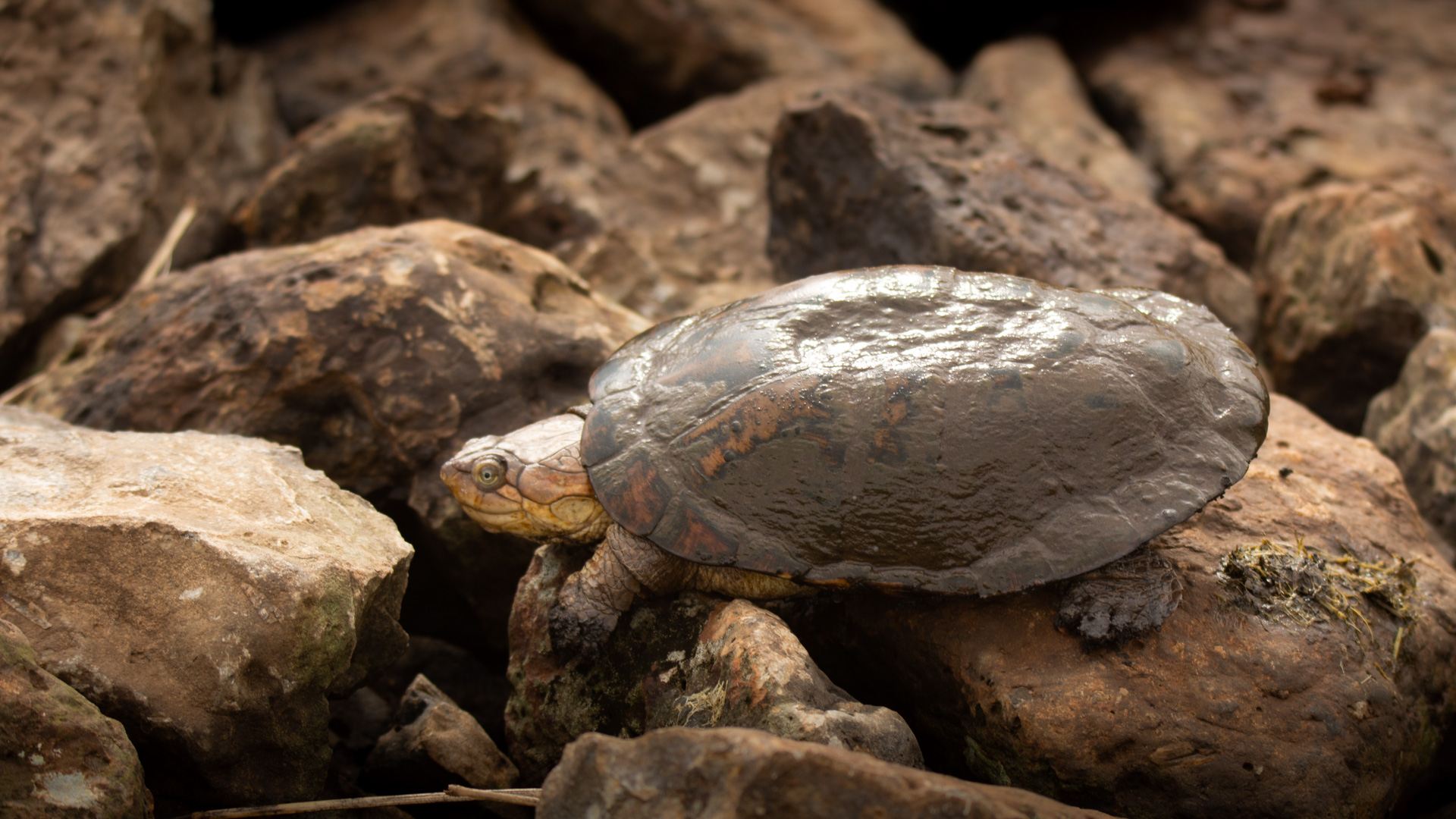 Terrapin 