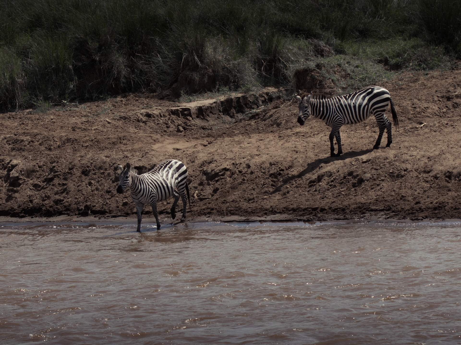 Zebras