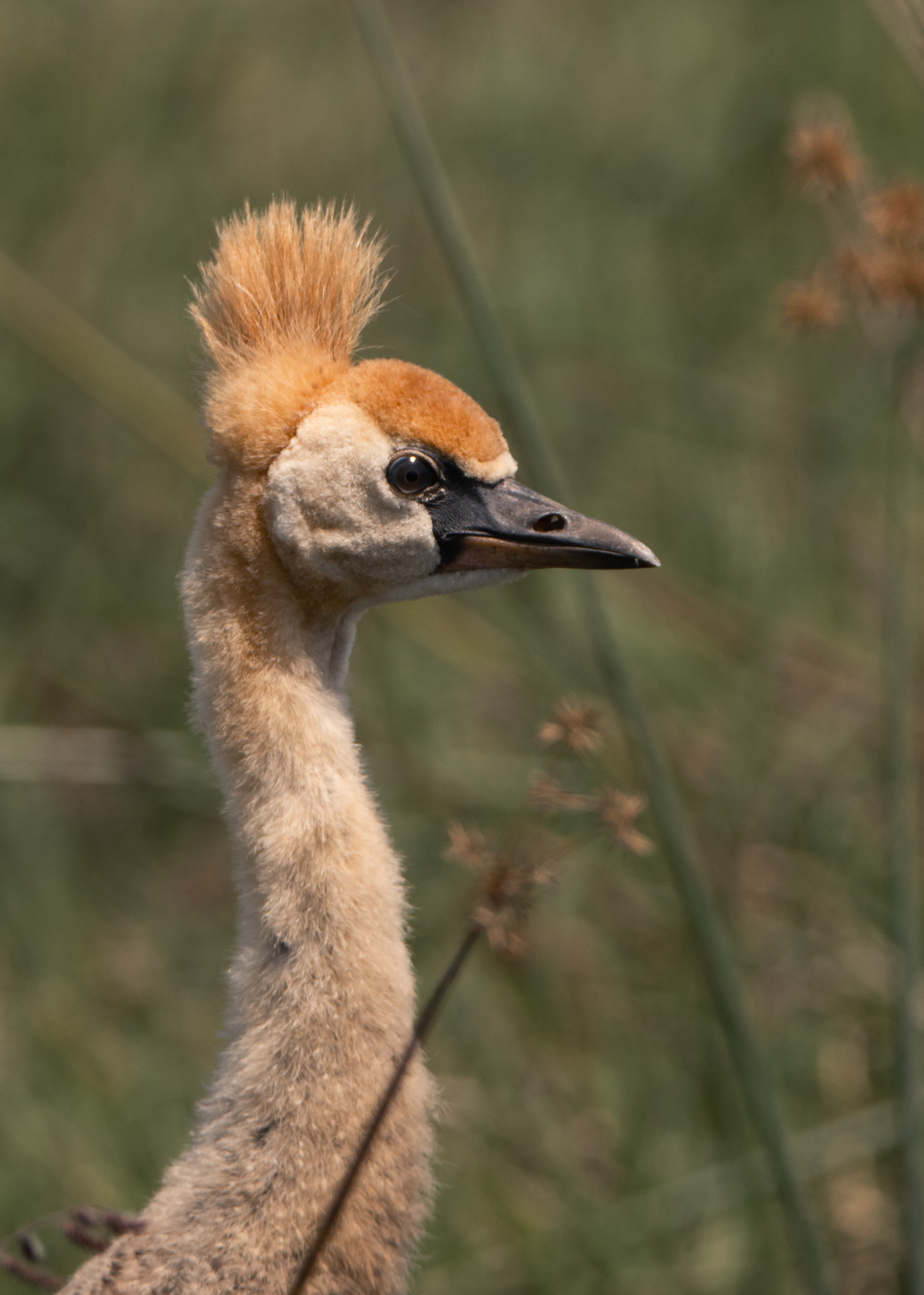 Adolescent crane 