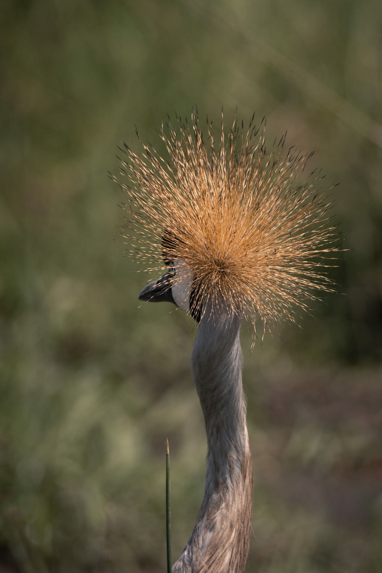 Crested crane crown 