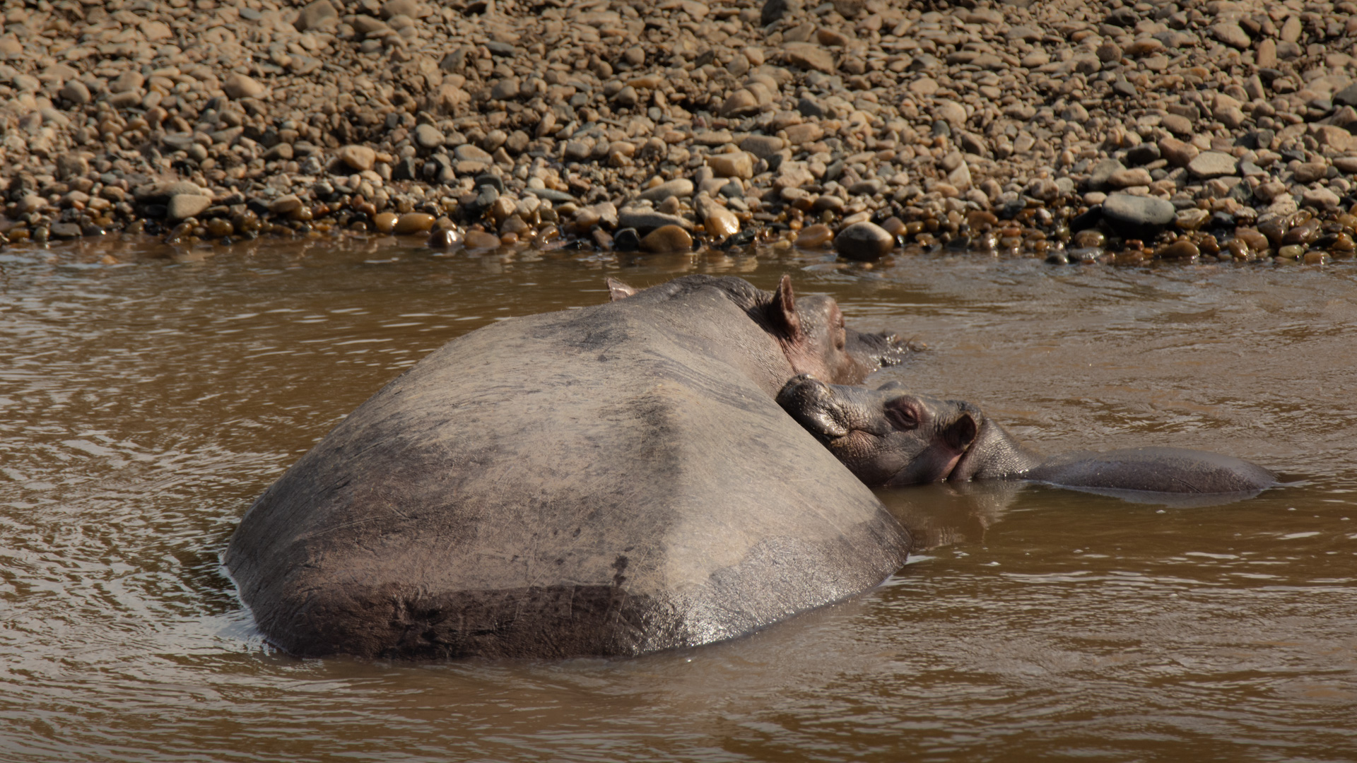 Hippo Cuddle 