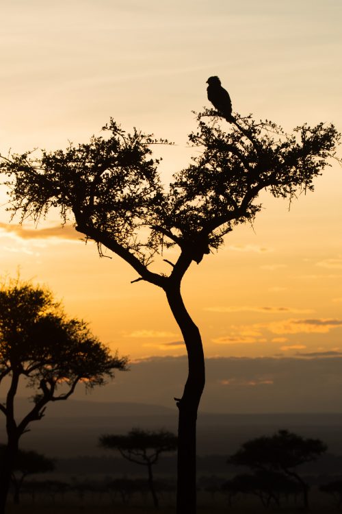 Silhouette of Black-Chested Snake Eagle