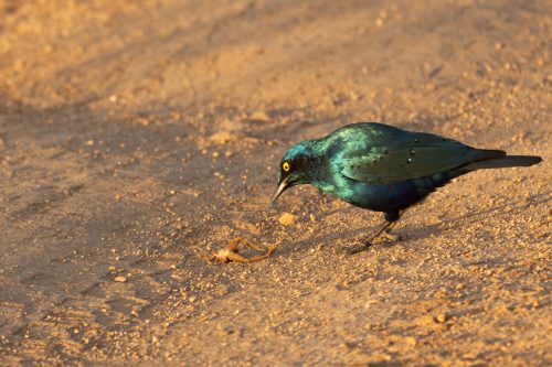 Ruppell’s Starling With Frog