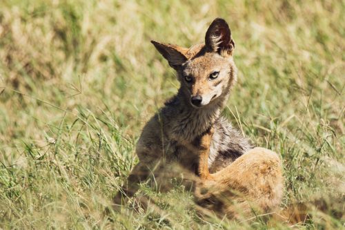 The delightful facial expressions of a jackal with an itch