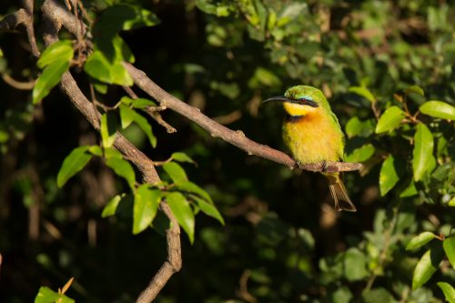 A little bee-eater keeps a sharp eye out for insects as they buzz past. 