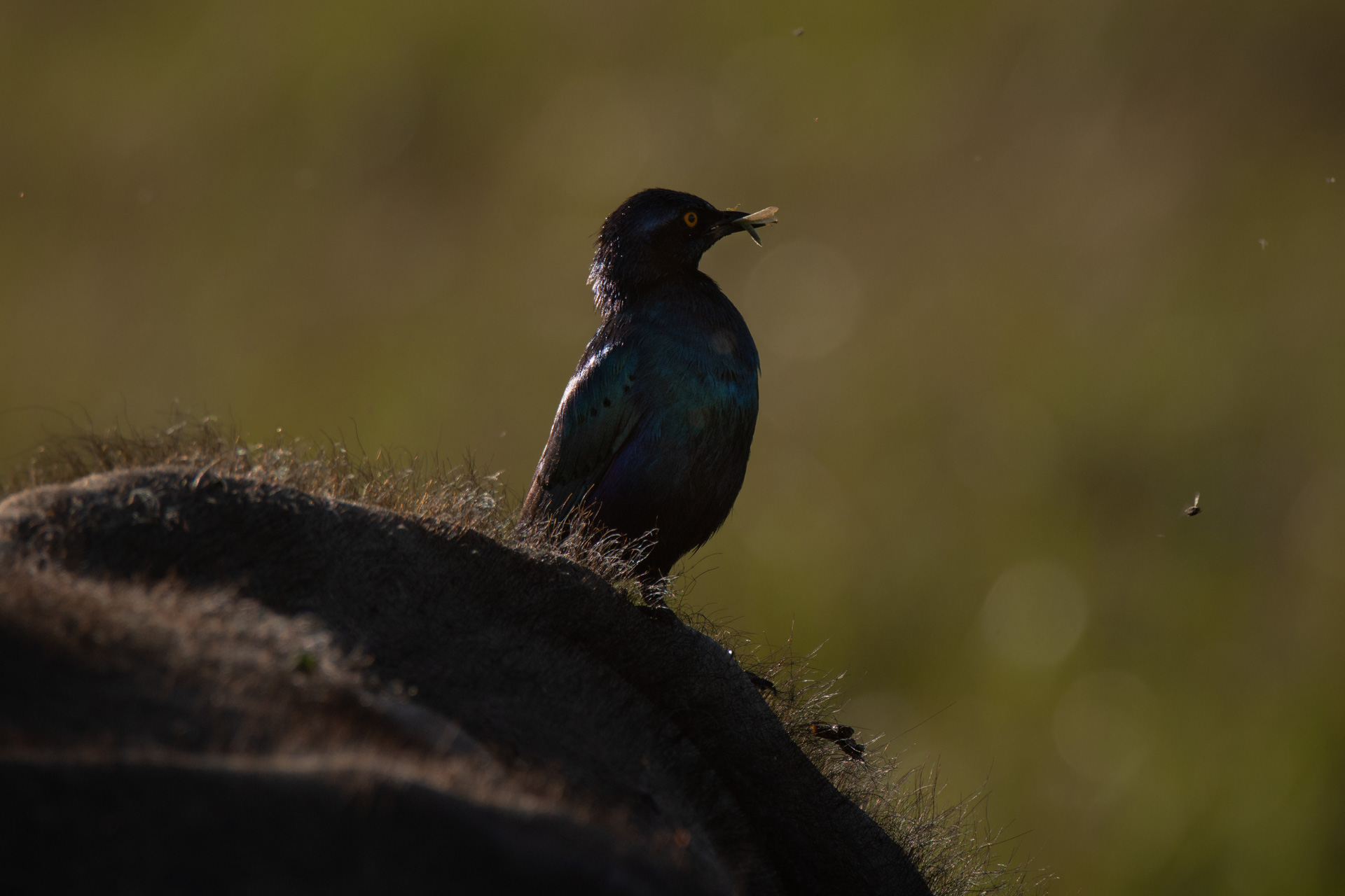 Starling with insect 