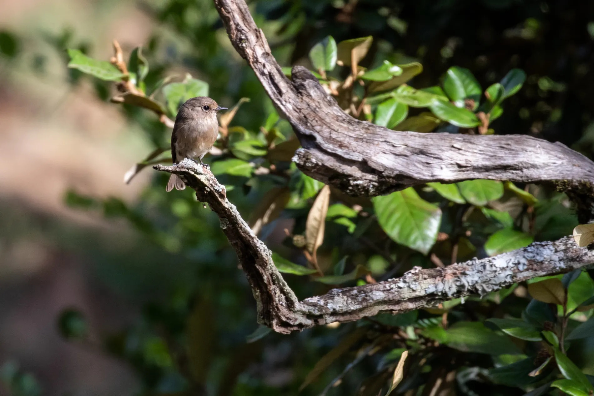 African Dusky Flycatcher