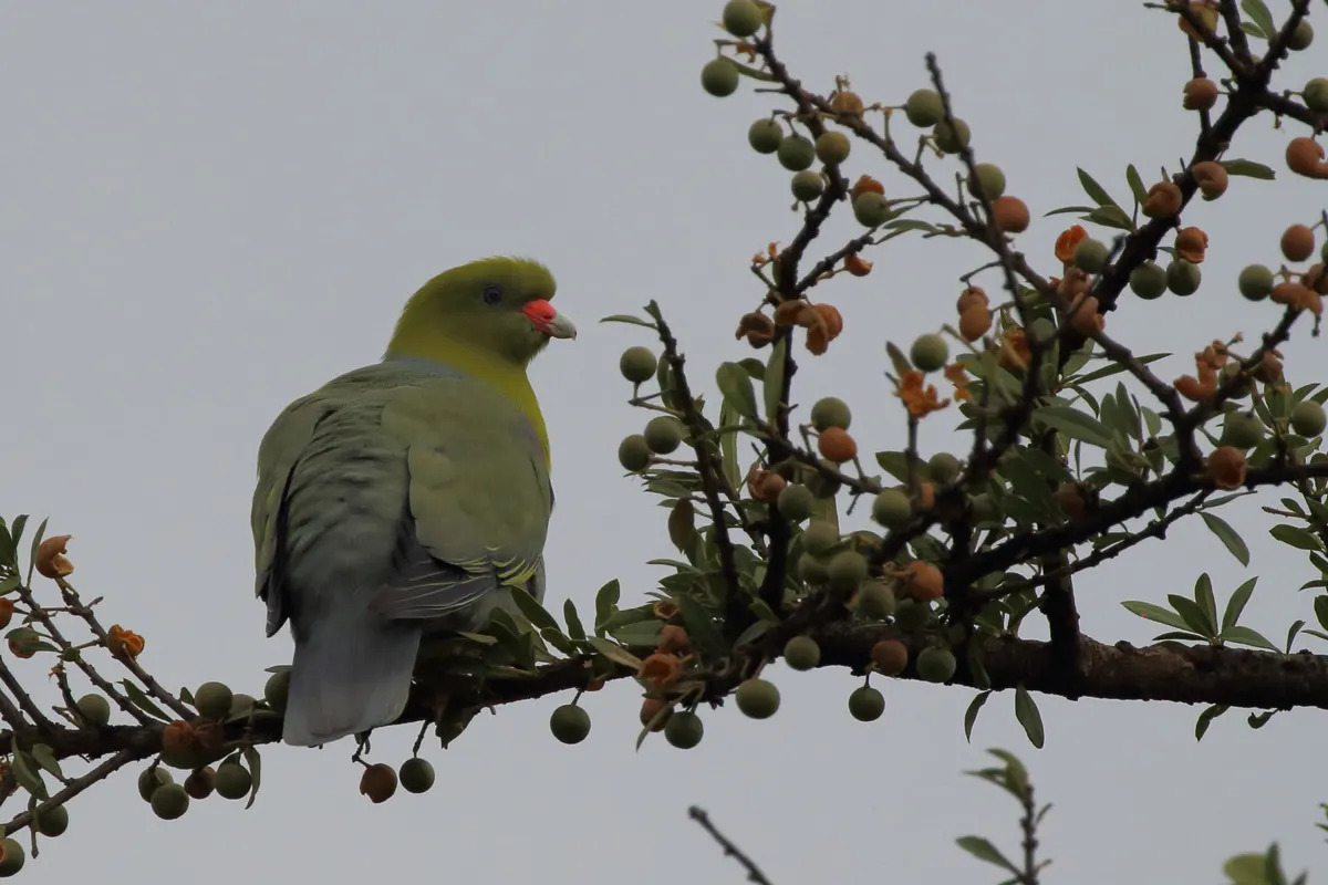 African-Green-Pigeon