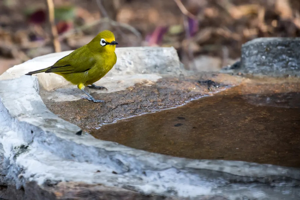 African Yellow White-eye