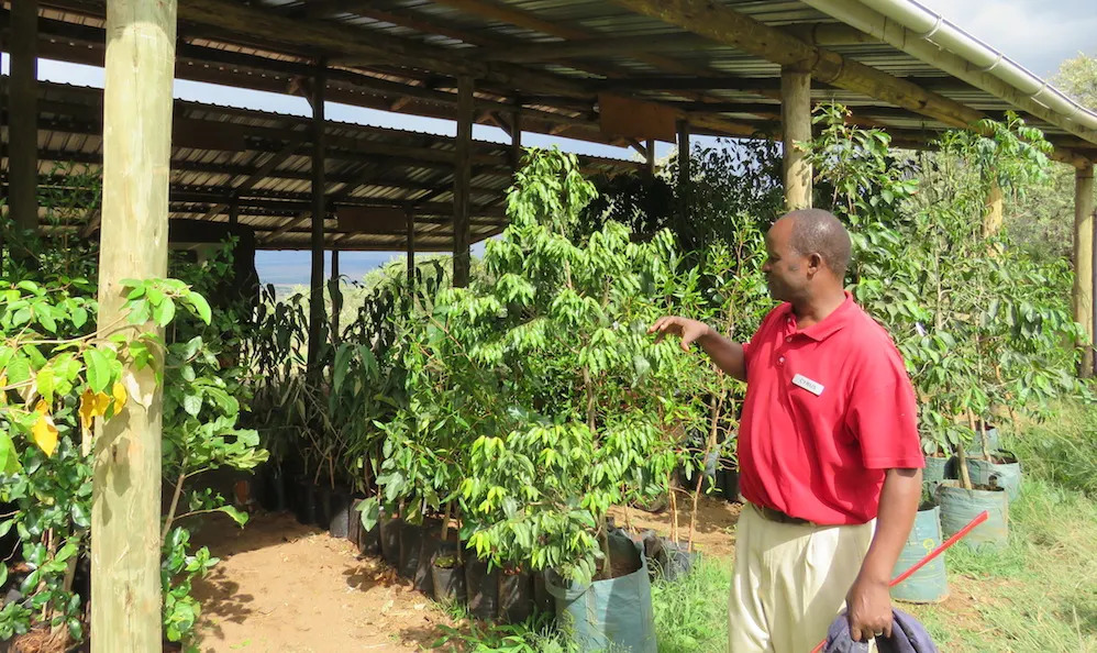 Angama Mara Trees to be planted