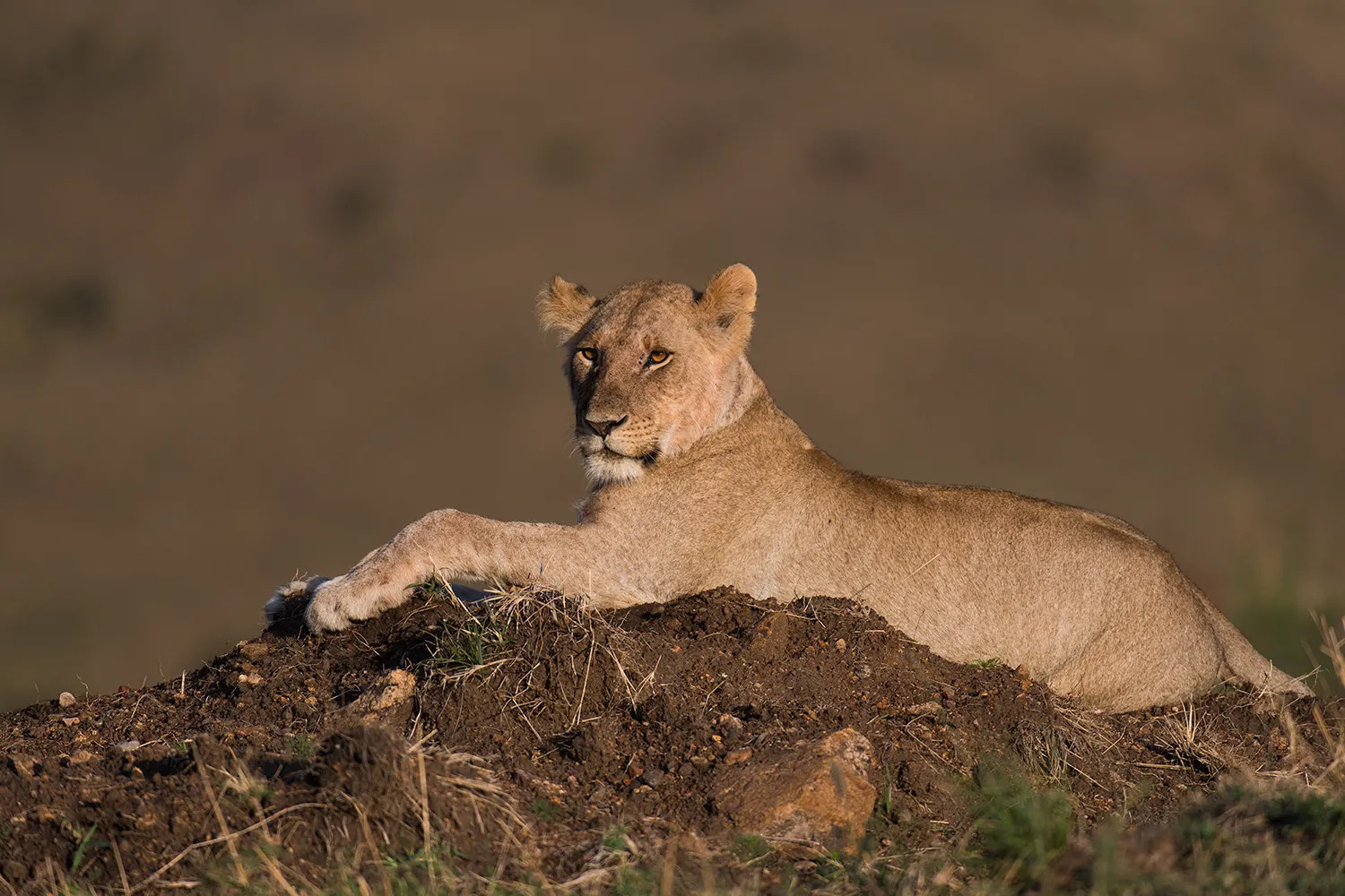 Lioness on mound