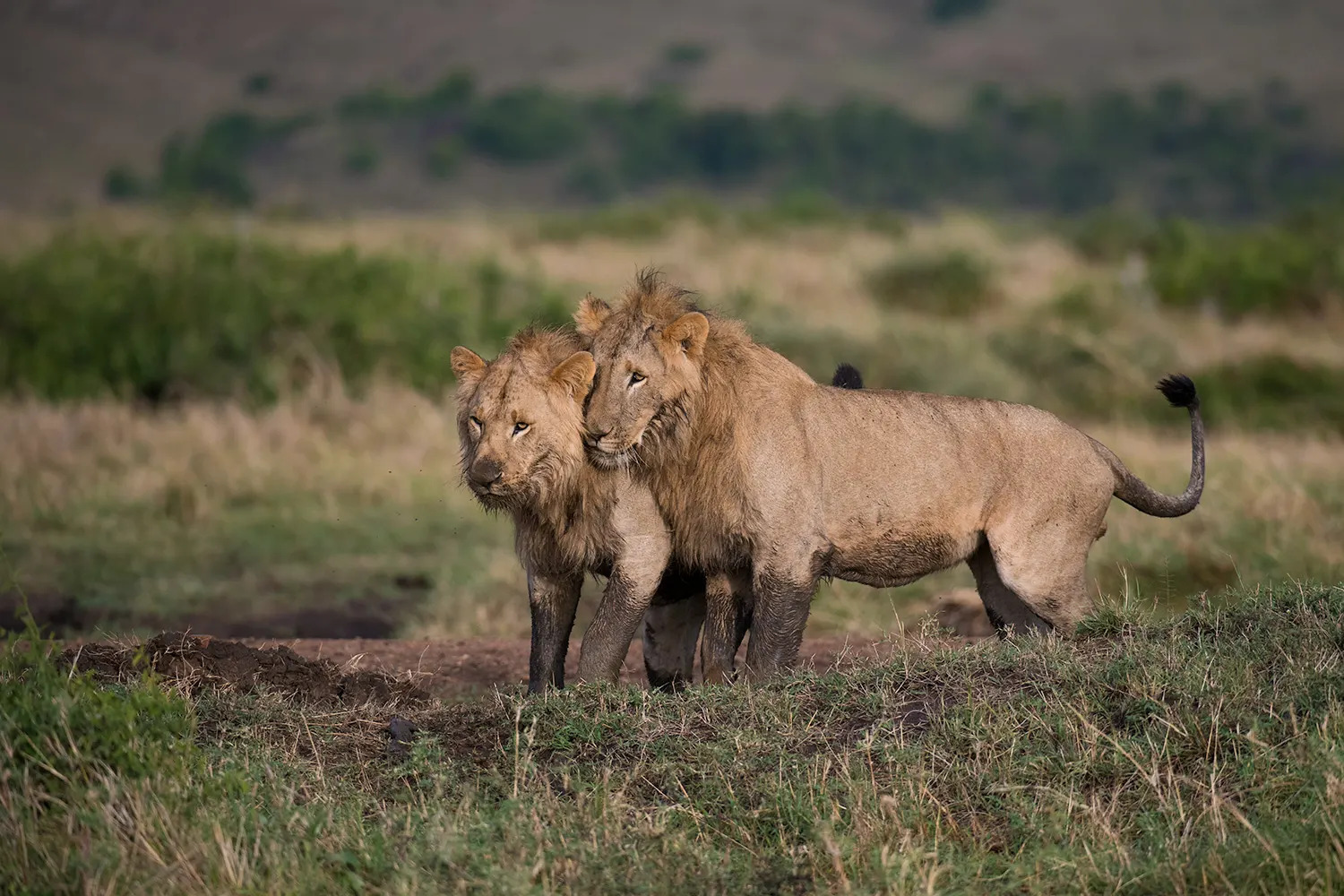 Lion brothers
