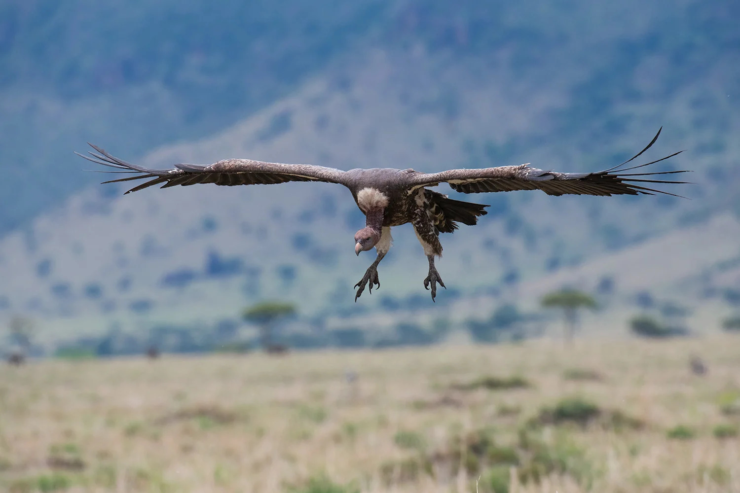 Vulture in flight