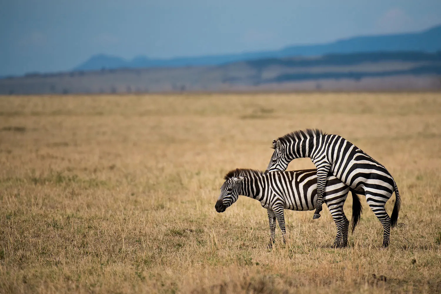 Zebra mating