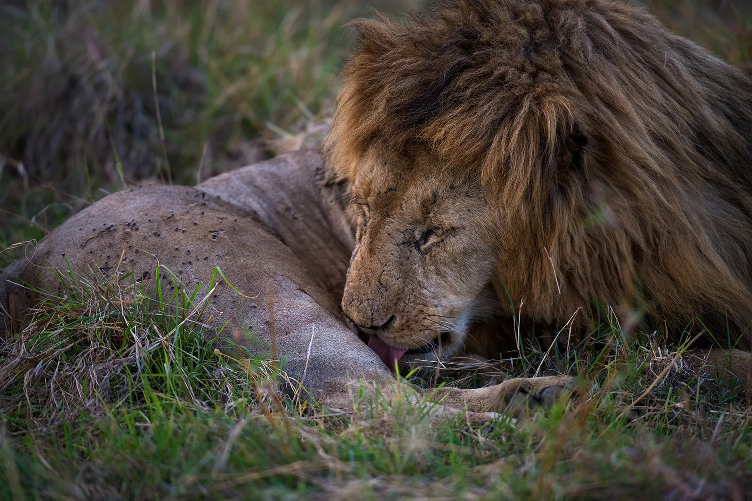 lion tending wounds