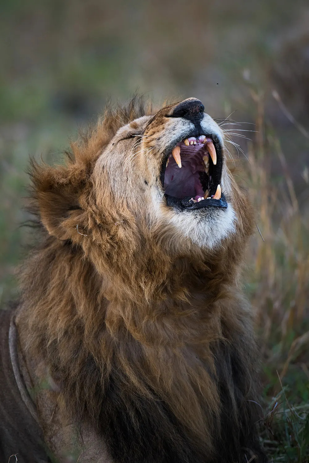 Lion roar