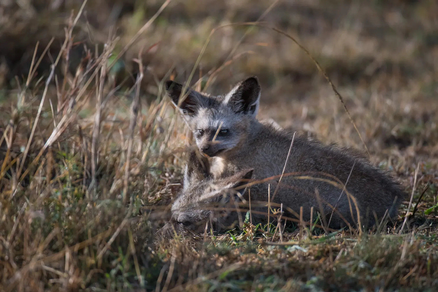 Bat eared fox close up