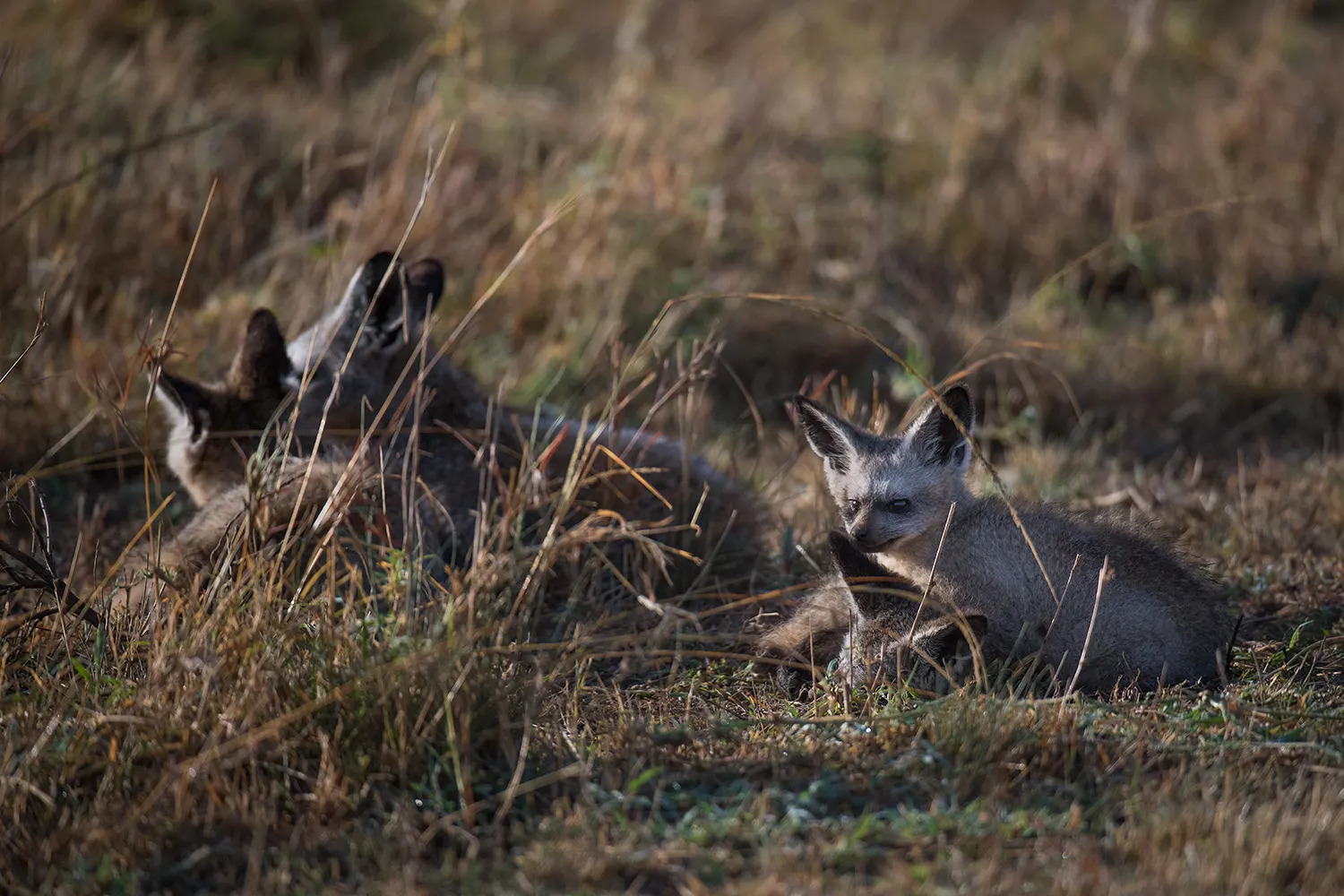 Bat eared foxes at den