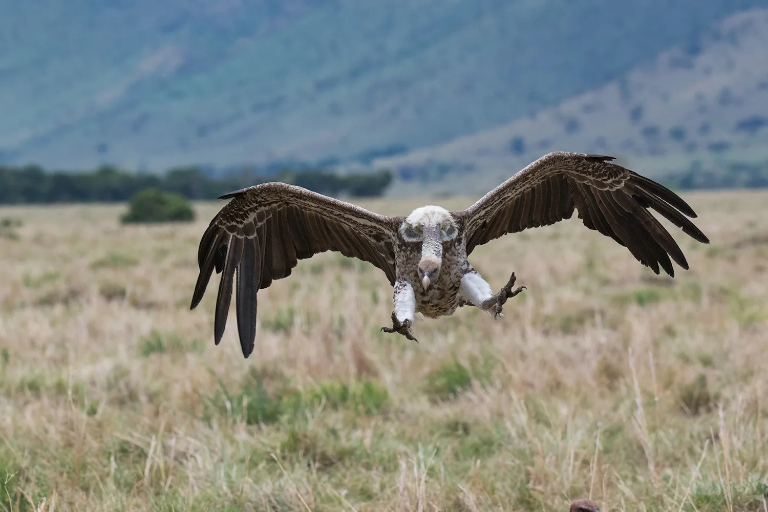 Vulture landing