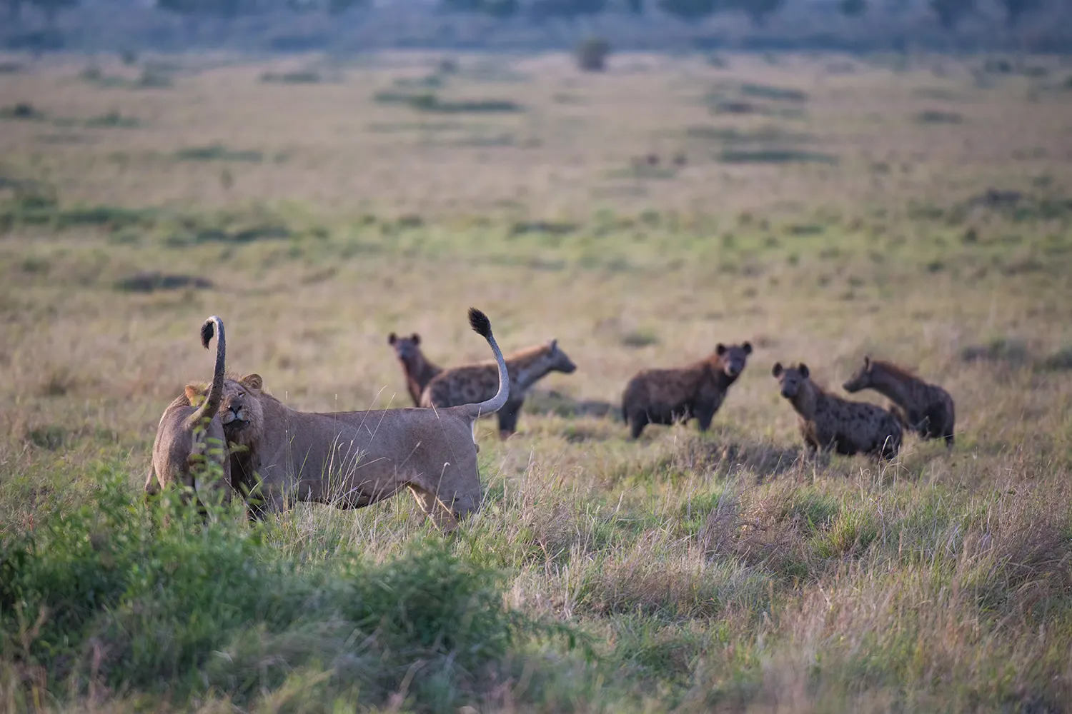 Lions and hyena