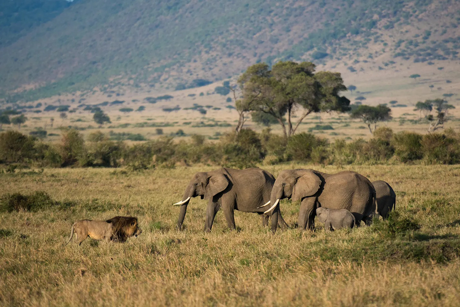 Lion and elephant