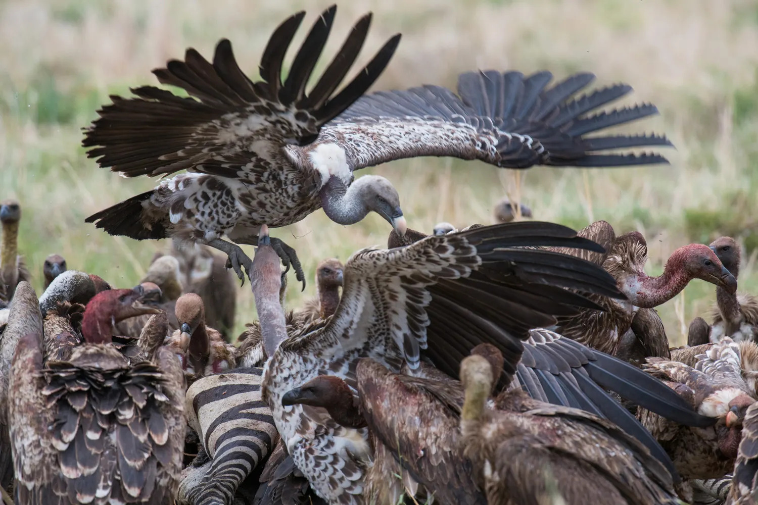 Vultures on carcass