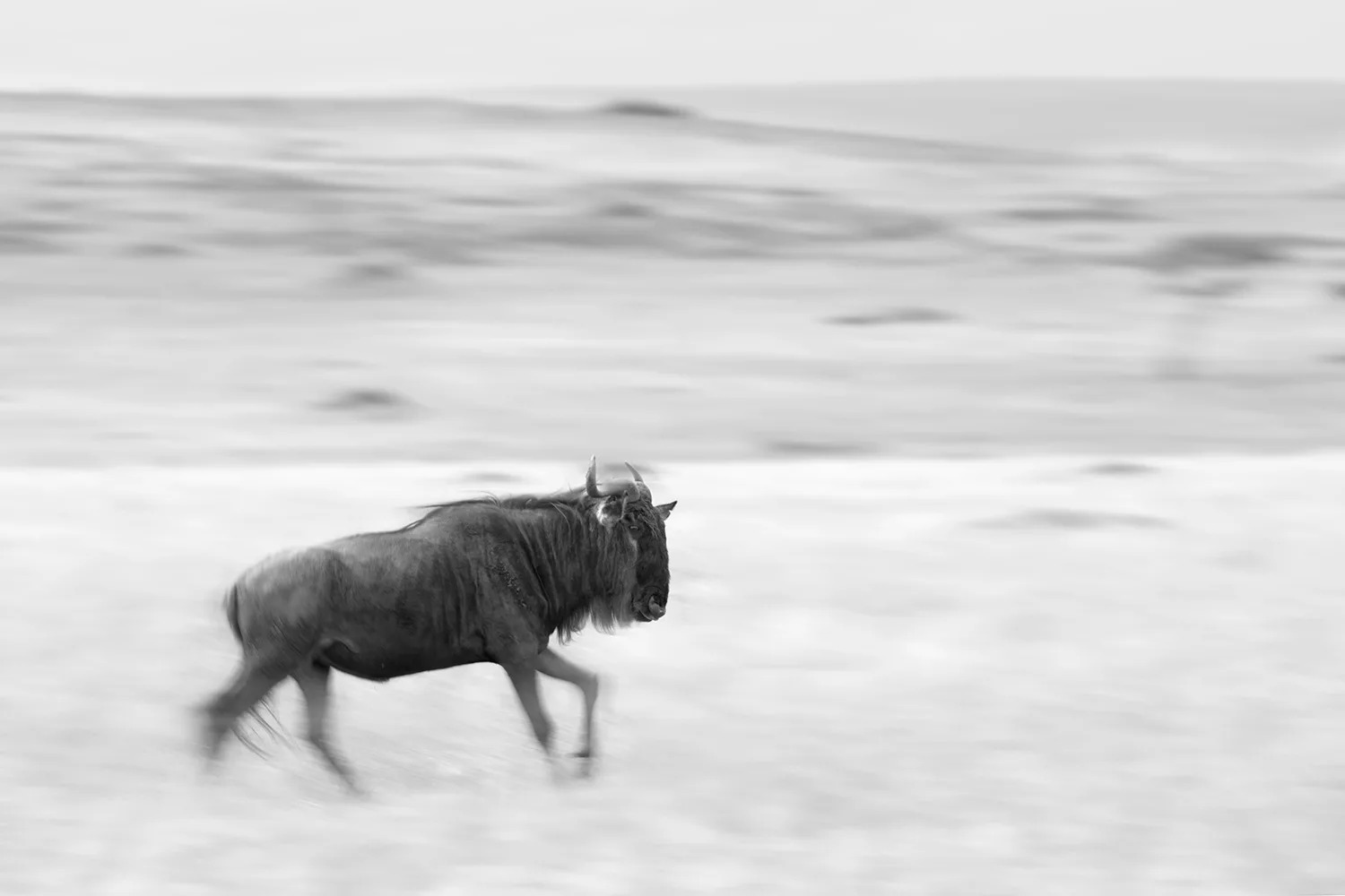 wildebeest black and white