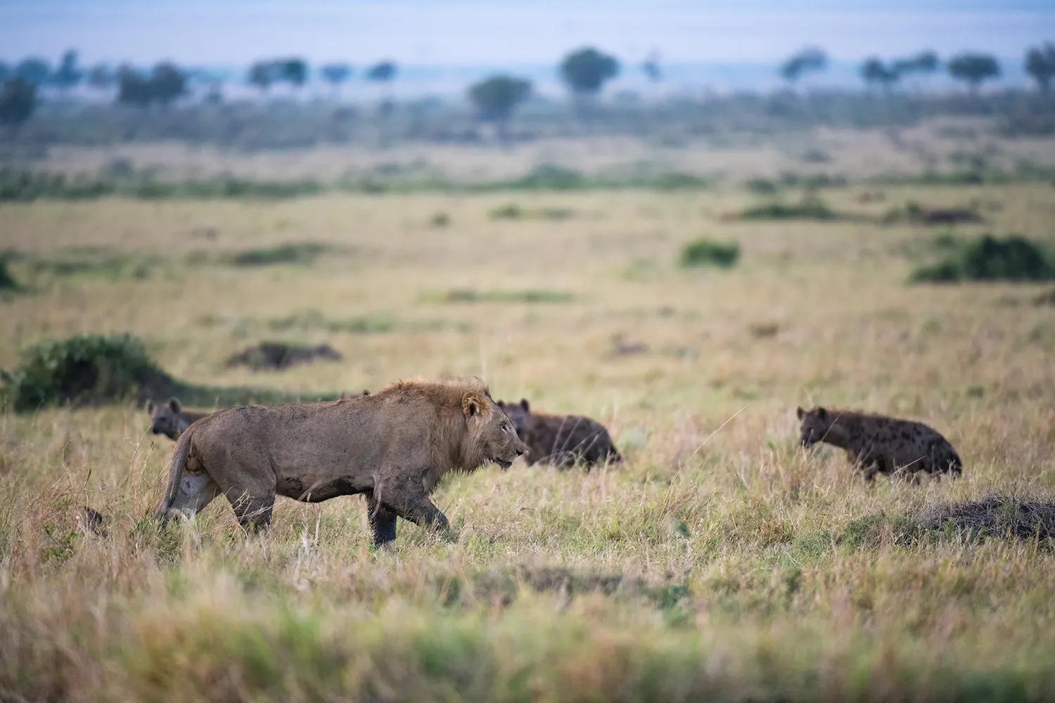 male lion and hyena