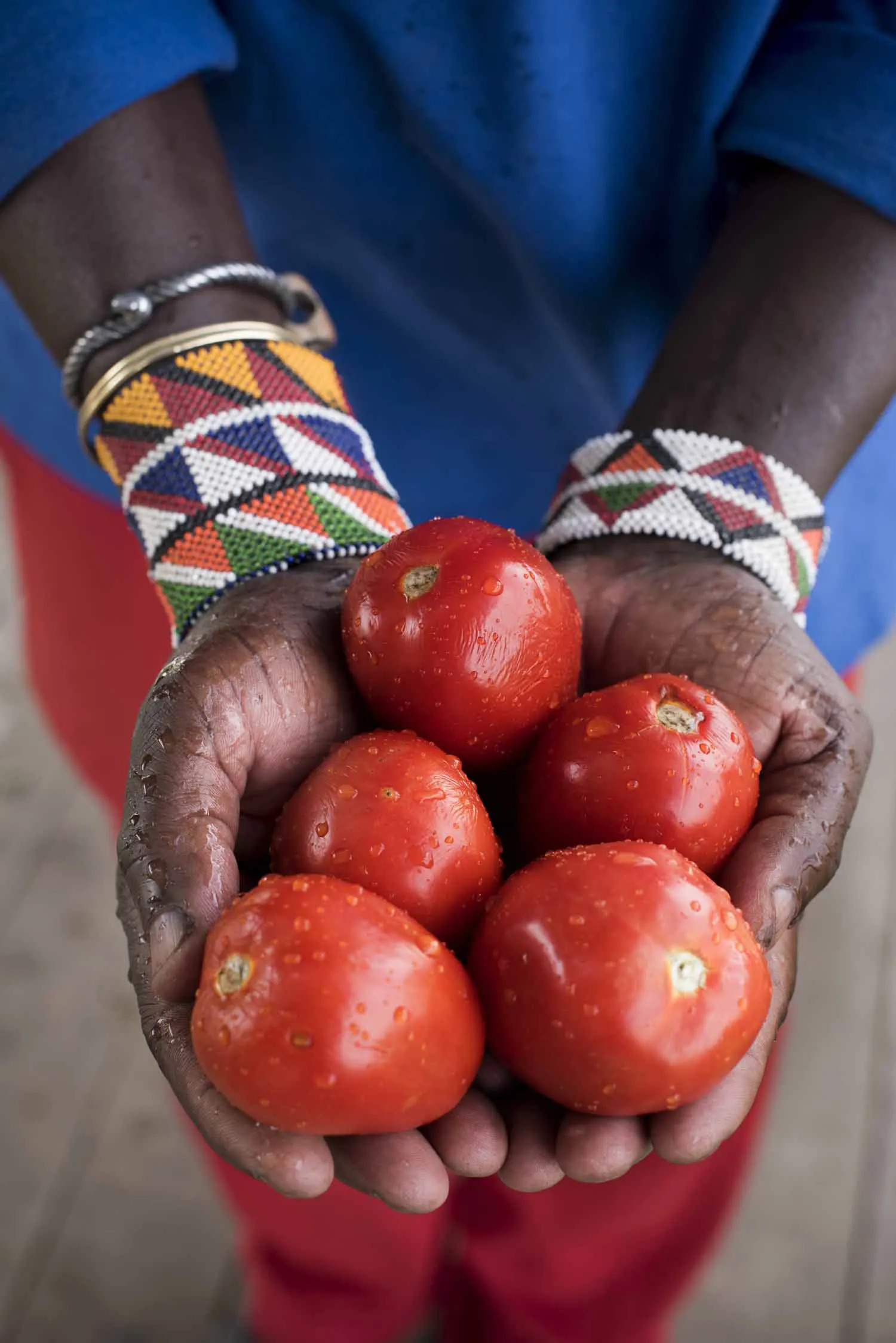 Shamba tomatoes