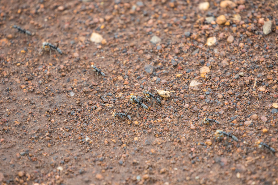 Safari Ants