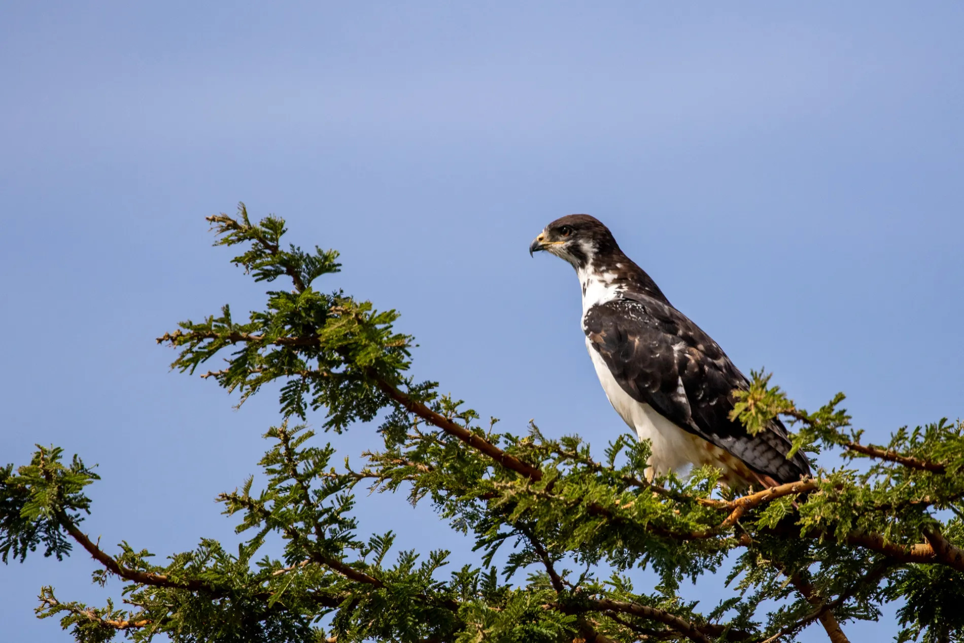 Augur Buzzard