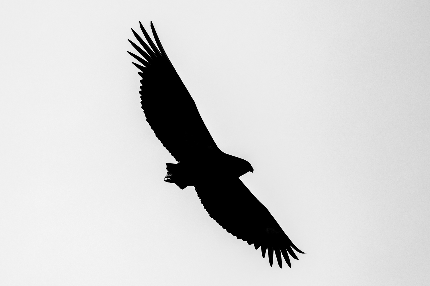 BATELEUR SILHOUETTE