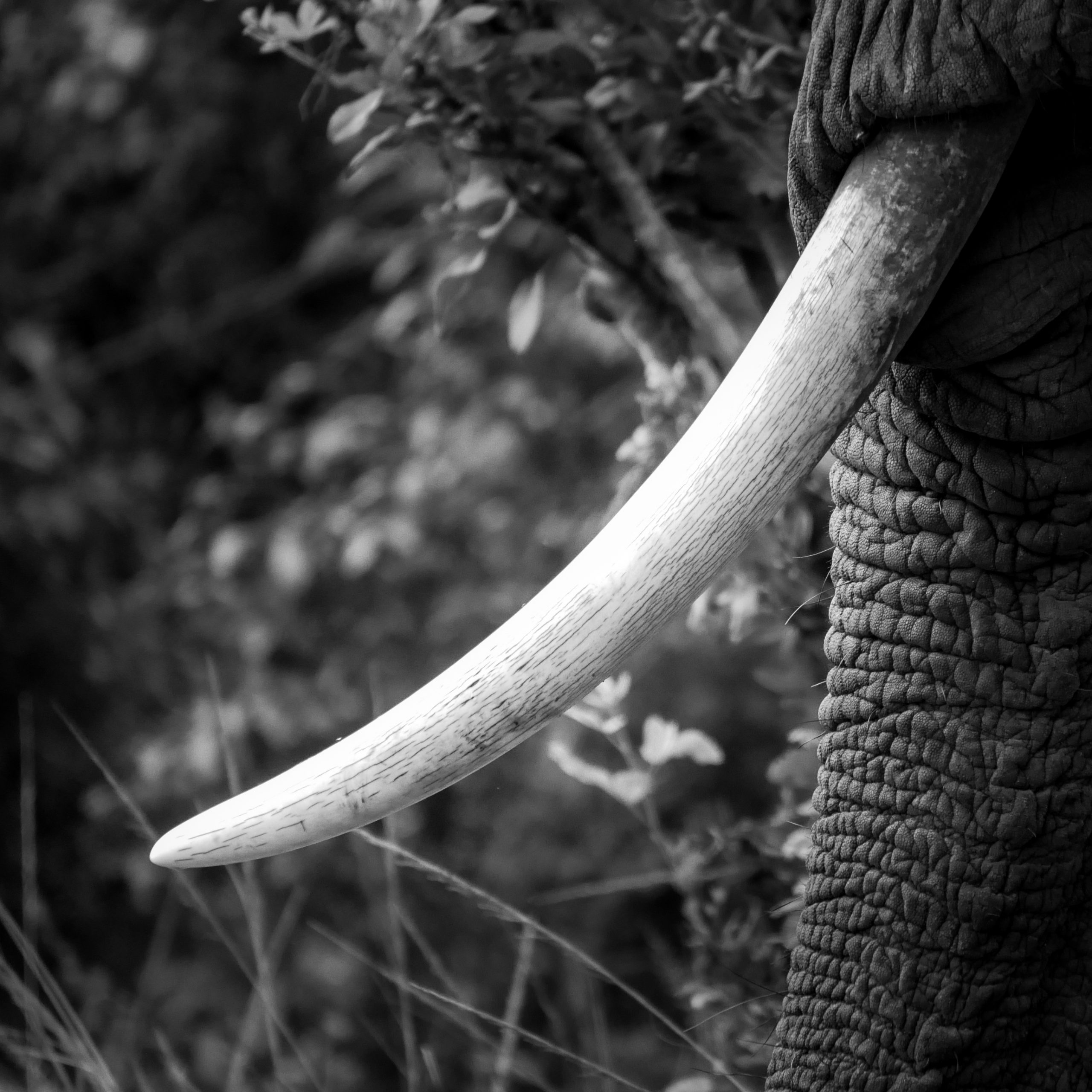 BW_TUSK_B&W