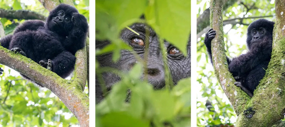 baby-drc-mountain-gorillas