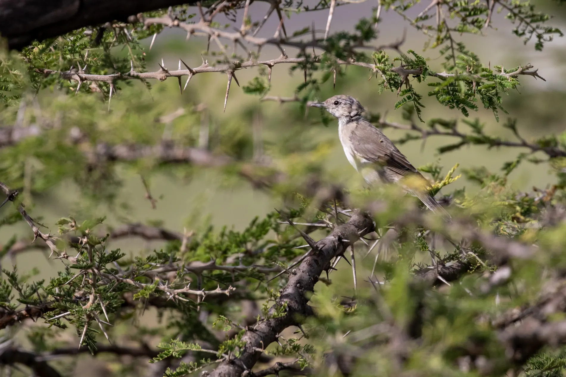 Barred Warbler