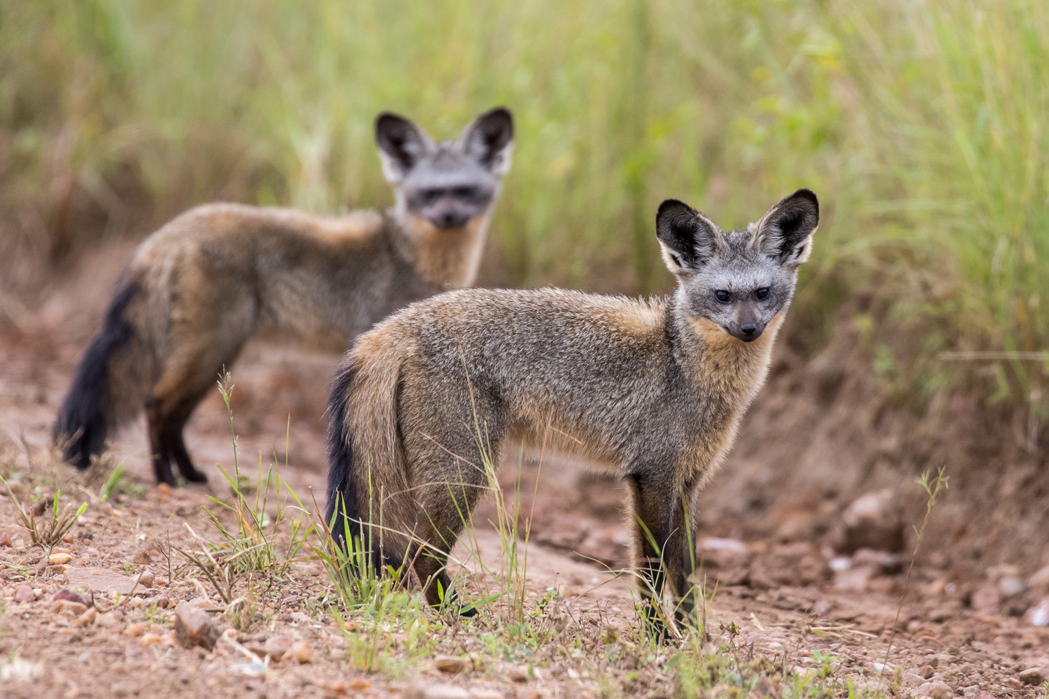 Bat-eared-Foxes