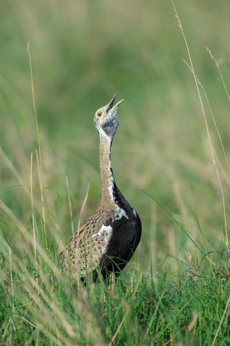 Black-bellied Bustard